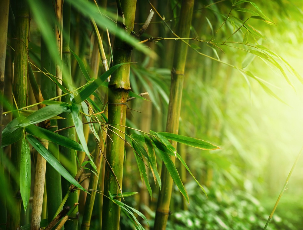 bamboo tree